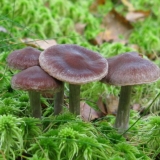 Briljantna paučina: fotografija i opis